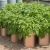 Import 7 Gal /25L Potato Cultivation Planting Non Woven Fabric Pots Planters Vegetable Planting Farm Home Garden Potato Grow Bags from China