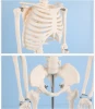 85cm Skeleton Orthopedics Biology Demonstration Model  Human Skeleton Model for Medical Teaching