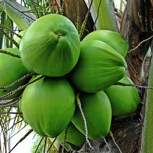 Agriculture Fresh Coconut Fruit in coconuts fruit Whole coconut fruit/ Mature Coconuts/ Young Coconuts