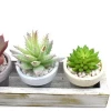 Artificial Succulent Plants Set With Paper Pots In Wooden Tray Succulents For Home Decor