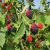 Import berries iqf frozen blackberry fruit from China