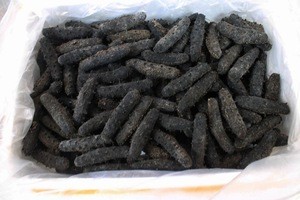 Best Price of Dried Sea Cucumber From China