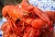 Import Best Quality Fresh Frozen And Live Lobster For Sale from Bangladesh