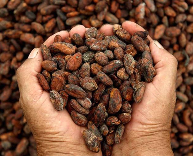 Best Seller  Cacao Trace Cocoa Beans From Vietnam Highland Region - Well Fermented