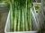 Import Big Size Asparagus Lettuce And Leaf Lettuce from China