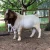 Import Boer Goats, Live Sheep & Live Goats, Dorpers, Kalahari Reds from South Africa