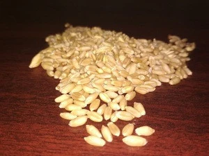Bulk Organic Wheat