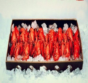 Canadian frozen cooked /raw lobster