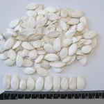 cheap hulled snow white pumpkin seed kernels wholesale
