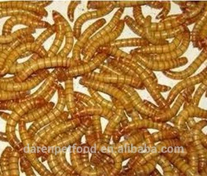 China Eco-friendly Microwave Dried Mealworms for birds snakes lizards pet food wholesale