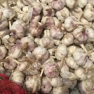 China Top 8 Manufacturer Supplier 2016 Fresh Garlic for Indonesia, Malaysia, Brazil