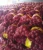 Import Chinese fresh red onion yellow onions for export from China