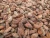 Import Cocoa Beans Cacao Beans from South Africa