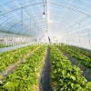 Wide Area Commercial Crops, Vegetables, Tomatoes, Strawberry Greenhouse