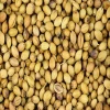 Coriander Powder/Spices/Herbs/Indian Coriander Powder
