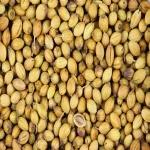 Coriander Powder/Spices/Herbs/Indian Coriander Powder
