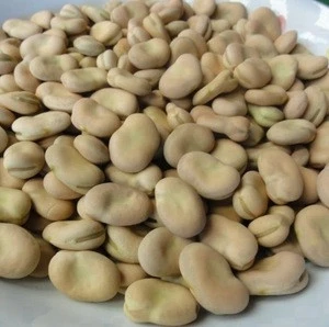 Current crop Fresh and Dried broad beans, fava beans for sale