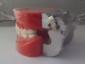 Customized medical dental orthodontic teeth study dental teeth model