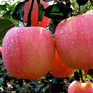 Delicious Fresh  Red Fuji  Apples  Export Quality