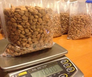 Dried   Raw apricot seeds,apricot kernels for sale Available Stock Ready