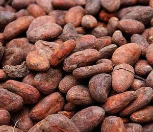 Dried Raw Cocoa Beans