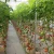 Import Dutch buckets for growing tomatoes hydroponic system from China