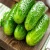 Import Export Quality Fresh Cucumber from USA from China