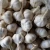 Import Factory Pure White Fresh Garlic cheap price 5.5cm size from China from China