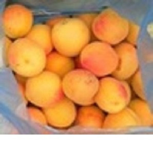 Fresh apricot, Organic Fresh apricot, Fresh Apricot fruit from South Africa