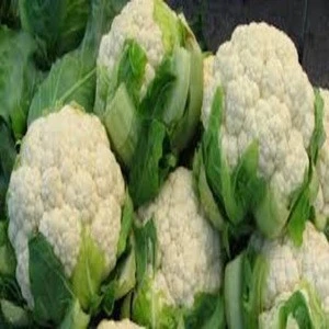 Fresh Cauliflower for sale