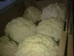 Fresh Cauliflower
