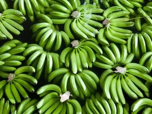 Fresh Class A Green Cavendish Bananas Of Ecuador