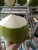 Import FRESH COCONUT HEALTHY from Vietnam