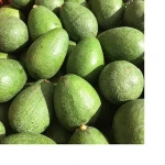 Fresh Hass Avocado