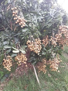 FRESH LONGAN - HIGH QUALITY WITH BEST PRICE