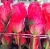 Import Fresh Roses/Cut Roses/Fresh Cut Flowers 2019! from India