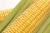 Import Fresh Sweet Corn/ Fresh Corn from India