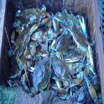 Frozen Blue Crab