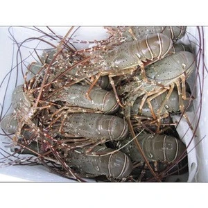 Frozen Fresh Live Green Lobster - Alive Bamboo Lobster For Hong Kong - Malaysia - Thailand - China