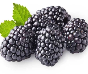 Frozen Style Blackberries Fruit with Best Price