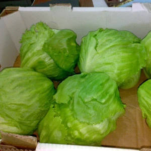 Good Product Green Fresh Lettuce Fresh Vegetables