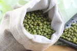Good Quality 2020 Crop Green Mung Beans for sale