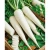 Import Grade A Fresh Radish/FRESH WHITE RADISH/New crop fresh white radish/Fresh radish/ white radish/green radish from Austria