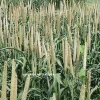 Green Millet Cheap Price Best Quality