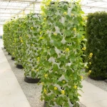 Greenhouse pineapple aeroponics towers garden systems for plant vegetable grow