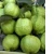 Import guava fruit,Fresh Guava FRESH GUAVA FRUITS From South Africa from South Africa