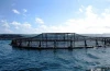 HDPE Bracket Floating fish farm cage Knotless net neritic fish trap