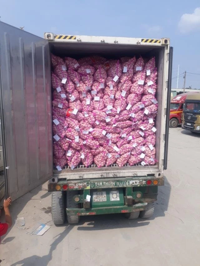 High Quality And Good Pricing Importing Agricultural Spices Fresh Shallot Packed In Mesh Bag From Trung My Company Vietnam