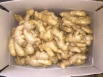 High Quality Fresh Ginger