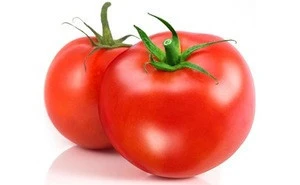 High Quality Fresh Tomato at Cheap Price